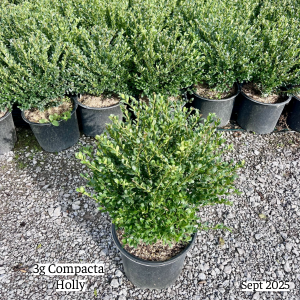 September 2025 3g Compacta Holly Group Website